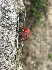 Probergrothius nigricornis