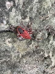 Probergrothius nigricornis