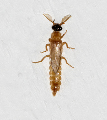 Mastinocerinae