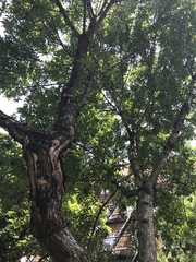 Fraxinus pennsylvanica