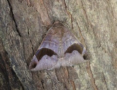 Bastilla joviana