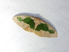 Celenna festivaria