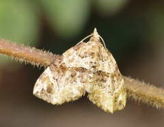 Chaetolopha incurvata