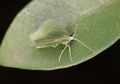Idiochlora minuscula