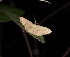 Perixera flavispila