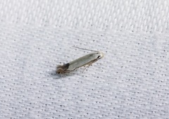 Proleucoptera