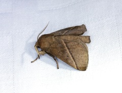 Quasithosea obliquistriga