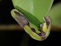 Racotis boarmiaria