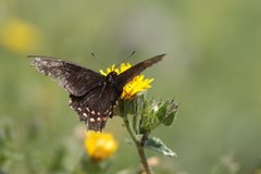 Heraclides rogeri pharnaces