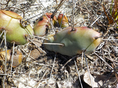 Opuntia drummondii