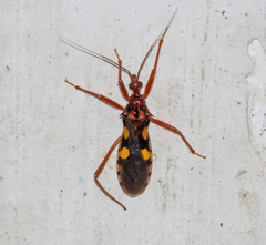 Zelurus nigrolineatus