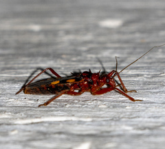 Zelurus nigrolineatus