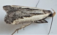 Dichomeris serrativittella