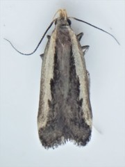 Dichomeris serrativittella