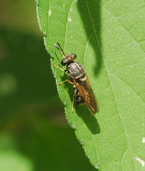 Hermetia chrysopila