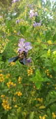 Xylocopa griswoldi