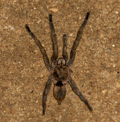 Dolichothele exilis