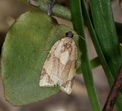 Neocalyptis liratana