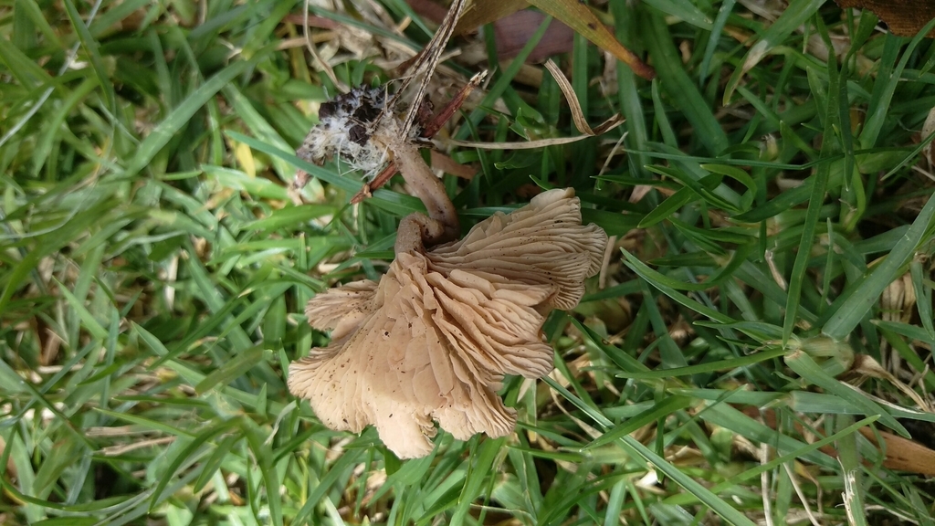 Rhodocybe hawaiiensis