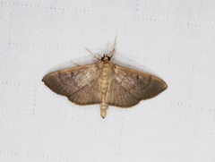 Omiodes pernitescens
