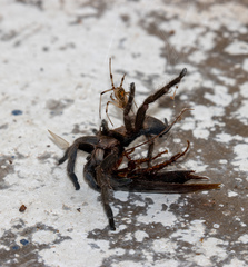 Dolichothele exilis