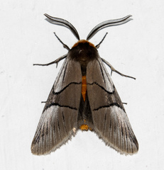 Oxytaphora delta
