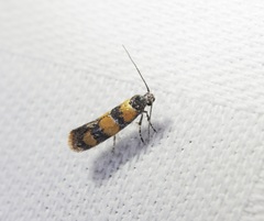 Promalactis lobatifera