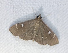 Protonoceras capitalis