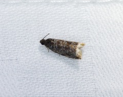 Pseudacroclita hapalaspis