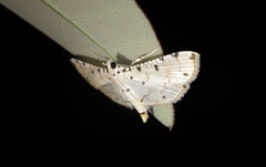 Pycnarmon cribrata