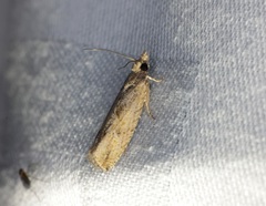 Strepsicrates semicanella