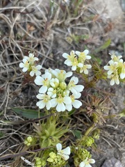 Triphysaria floribunda