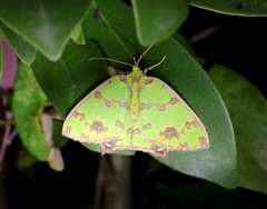 Agathia lycaenaria
