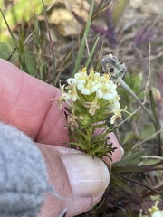 Triphysaria floribunda