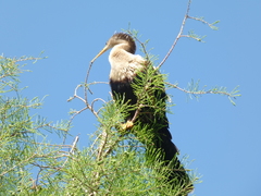 Anhinga anhinga