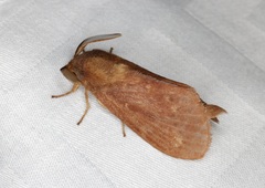 Dendrolimus punctata