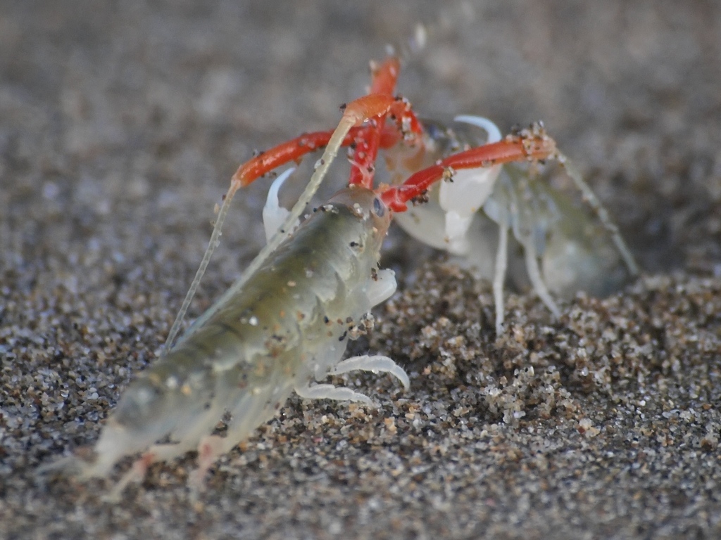 California Beach Flea (Marine Species of Crab Cove (Alameda, CA