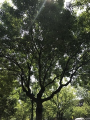 Fraxinus pennsylvanica