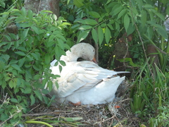 Anser anser domesticus