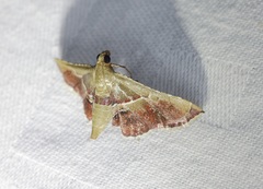 Endotricha repandalis