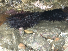 Echinometra vanbrunti