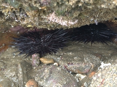 Echinometra vanbrunti