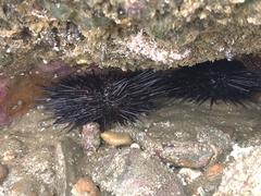 Echinometra vanbrunti