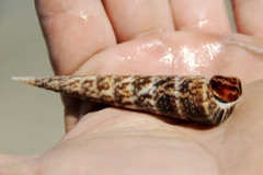 Turritella gonostoma