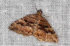 Chrysolarentia cydalima