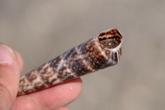 Turritella gonostoma
