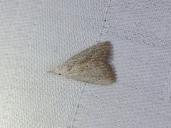 Meganola brunellus