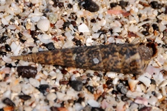 Turritella gonostoma