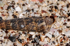Turritella gonostoma
