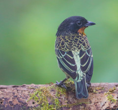 Ixothraupis rufigula